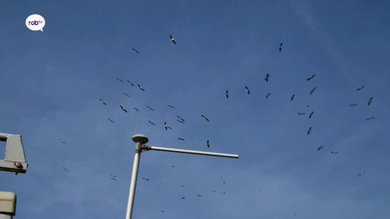 Vijtigtal ooievaars te zien boven Gouden Kruispunt in Tielt-Winge