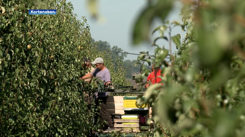 Is er nog toekomst voor de appelteelt in onze regio? "Het levert niets meer op"