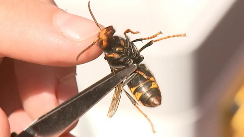 Ook Diest en Linter betalen verwijdering nest Aziatische hoornaar terug: "Bijenpopulatie in Hageland beschermen"