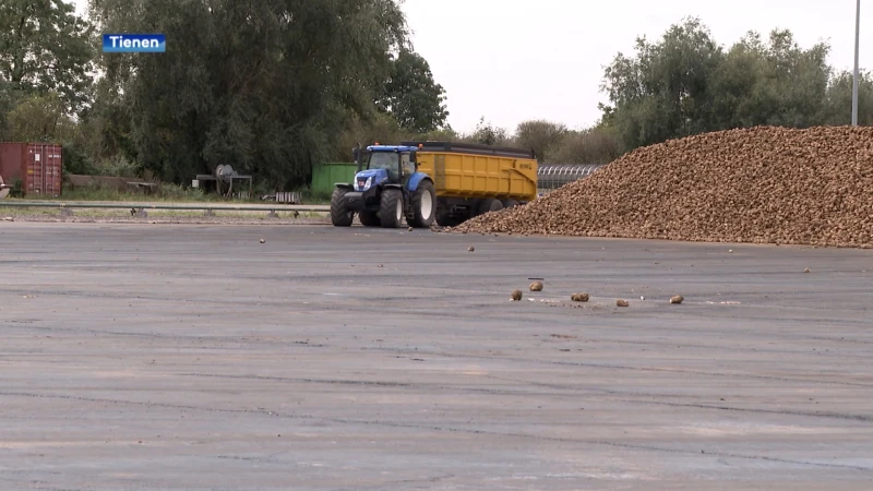 Bietencampagne wordt duurzamer dankzij nieuwe diffusietoren: "Elk jaar 6000 ton CO² en 150.000 kubieke meter water uitsparen"