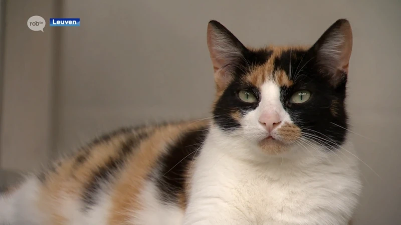 Koppel uit Leuven mag nooit meer huisdieren houden nadat het zijn 31 katten verwaarloosde