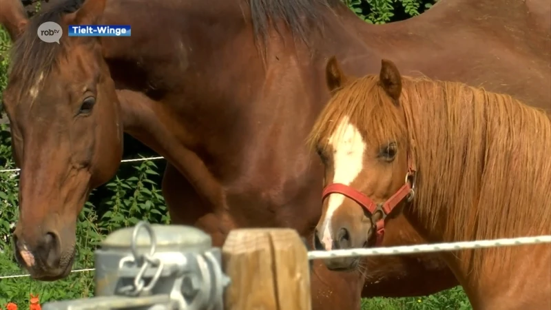 Dierenasiel De Watermanshoeve uit Tielt-Winge is failliet