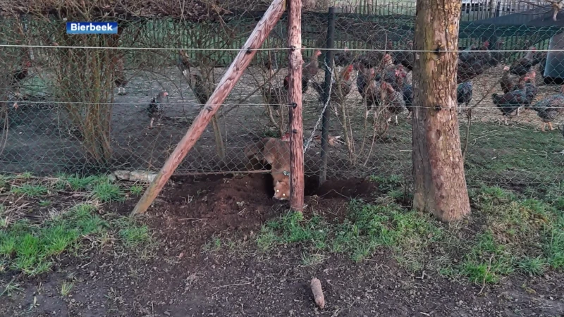 Vijftiger die vos in metalen klem lokt, krijgt 4 maanden cel met uitstel