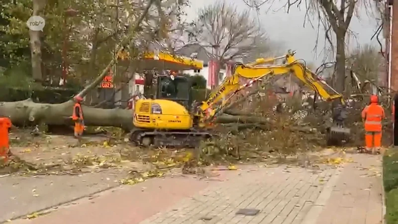 Storm Ciarán in onze regio: schade lijkt mee te vallen, in Boutersem Leuvensesteenweg wel versperd door omgewaaide boom en treinverkeer tijdelijk onderbroken