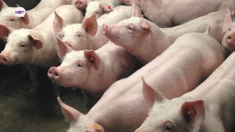 Ook 900-tal verwaarloosde varkens ontdekt bij huiszoeking naar drugslab in Bekkevoort