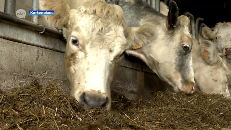 Melkveebedrijf De Vaerendriesch uit Kortenaken geselecteerd om dit jaar beste biologische boerderij van Vlaanderen te worden: "Koeien mogen twee keer per dag op ander perceel grazen"