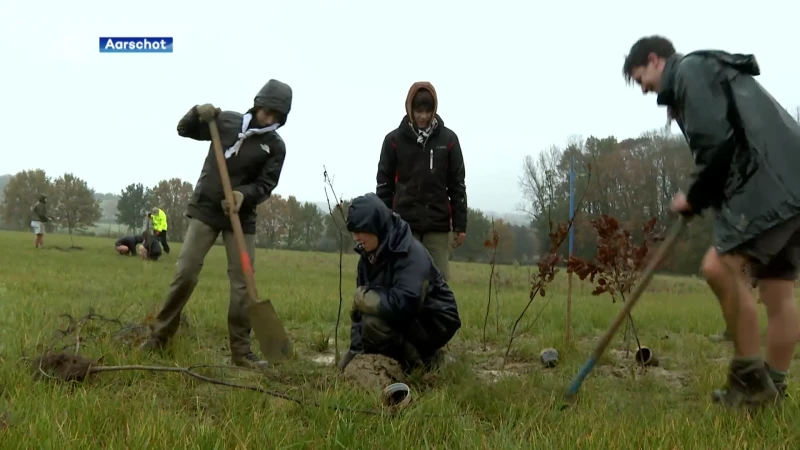 2.500 bomen geplant in Rillaar, KU Leuven doet er onderzoek: "Er zijn grote uitdagingen de komende jaren"