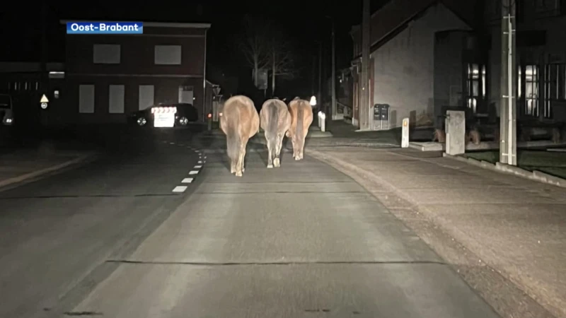 Paarden lopen 's nachts los in Kortenaken, zitten jongeren of everzwijnen achter stijging in uitgebroken dieren? Politie: "We gaan dit onderzoeken"