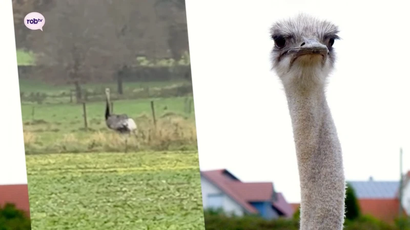 Ontsnapte struisvogel in Bierbeek weer terug in zijn vertrouwde tuin gezet