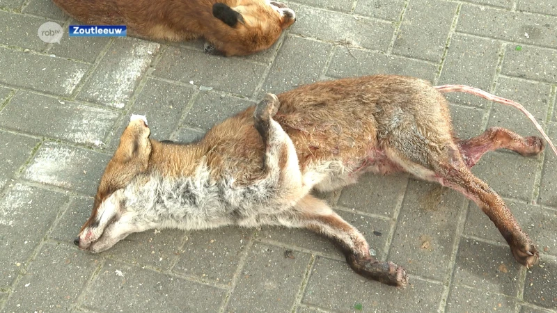 2 vossen dood en met gevilde staart teruggevonden in Zoutleeuw