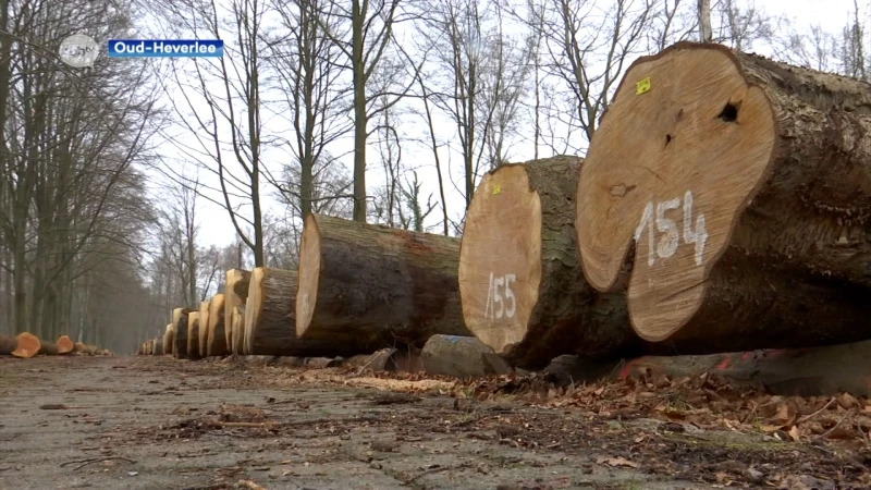 Agentschap Natuur en Bos veilt 550 m³ hout in Meerdaalwoud in Oud-Heverlee