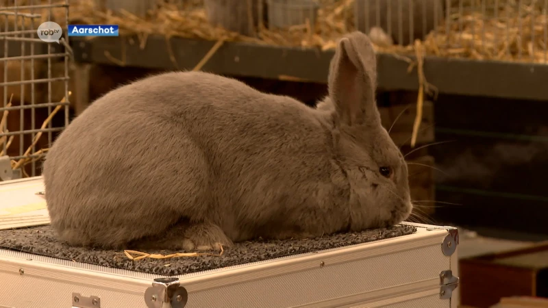 Meer dan 600 boerderijdieren gekeurd voor neerhofdierententoonstelling in Aarschot: "We willen de dieren graag beschermen voor de toekomst"