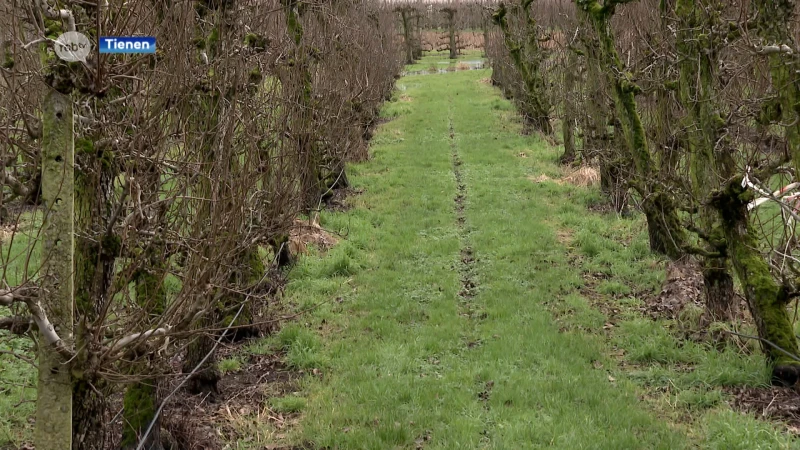 Tienen koopt boomgaard Reynaerts aan: "Vianderdomein verdubbelen en gaat dienen als waterbuffer"