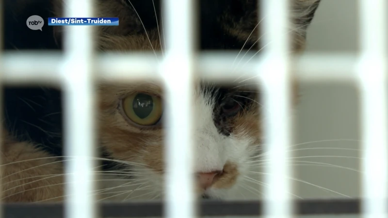 Onbegrijpelijk: 34 zwaar verwaarloosde katten weggehaald uit woning in Diest