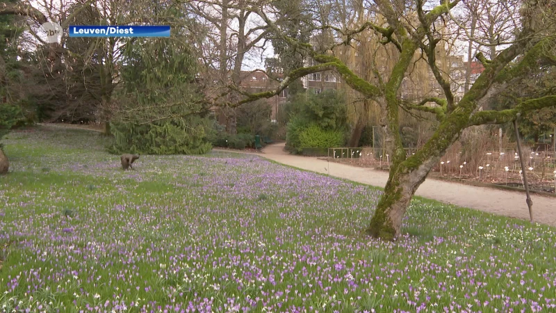 Daar zijn de lentekriebels: eerste krokussen in bloei in Leuven en Diest