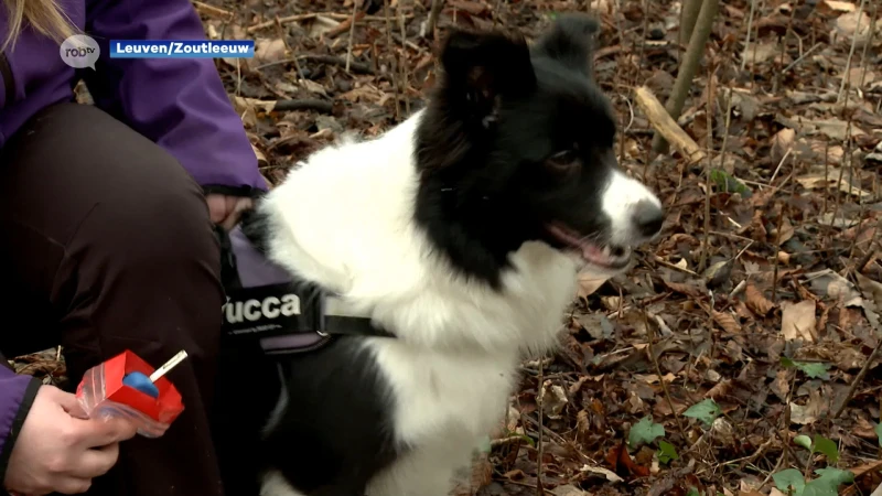 Vrijwilligersorganisatie GSAR uit Zoutleeuw leidt honden op om vermiste personen te zoeken: "Vooral belangrijk voor de mensen thuis die ongerust zijn"