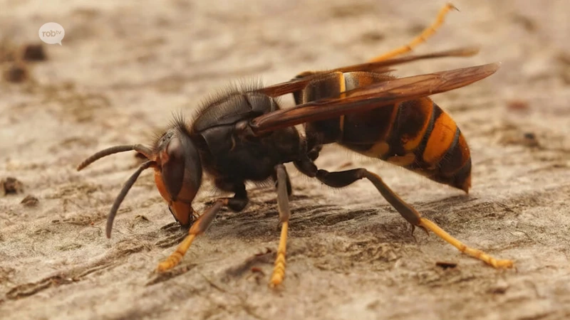 Inwoners van Kortenaken kunnen gratis een beroep doen op verdelger Aziatische hoornaars