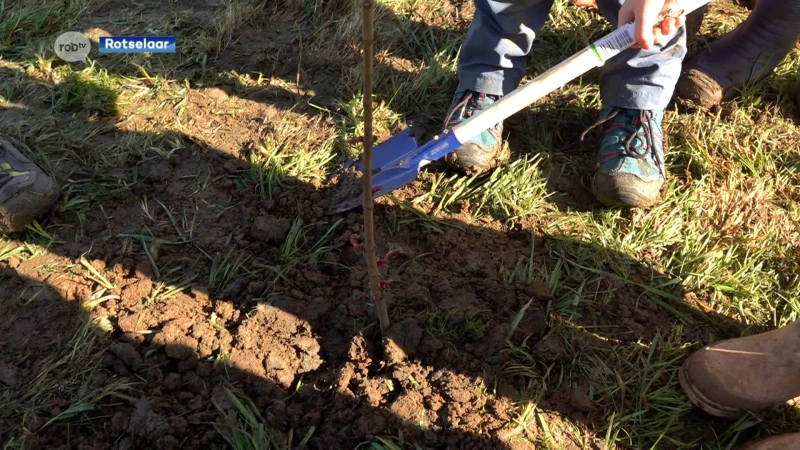 Rotselaarse kinderen planten eerste bomen van nieuw bos aan Sportoase