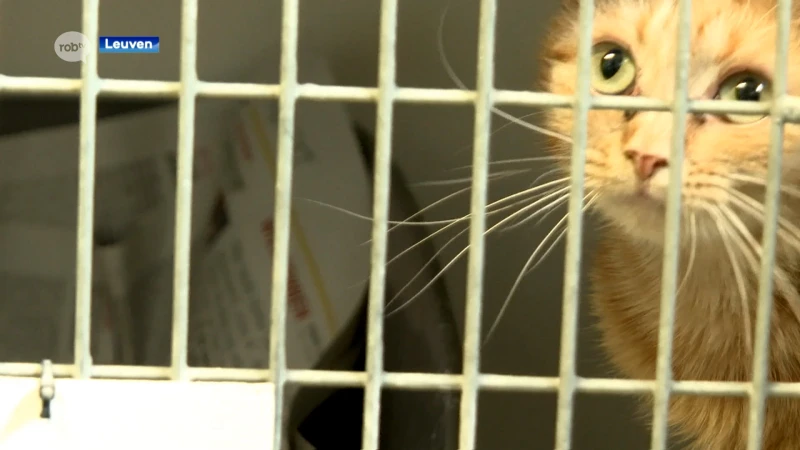 Leuven ondersteunt katteneigenaars met verhoogde tegemoetkoming om kat te laten steriliseren of castreren