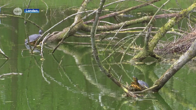 Meerdere geelwangschildpadden in De Beemden in Landen: "Waarschijnlijk achtergelaten huisdieren"