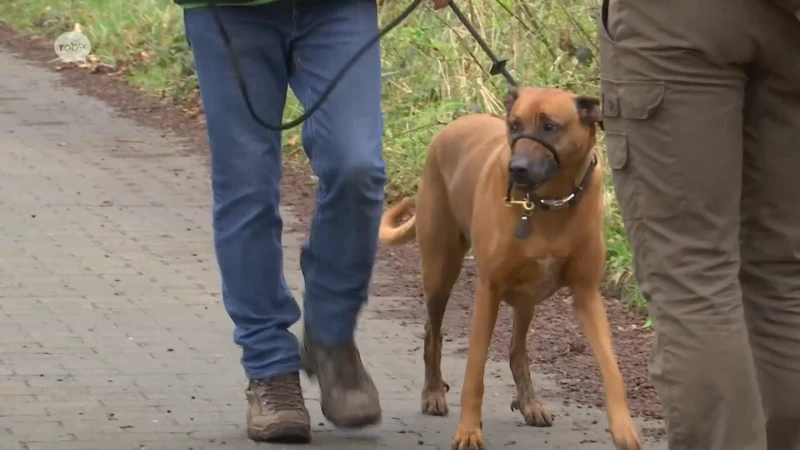 Bijna 10 procent van alle honden loopt los in onze natuur- en bosgebieden