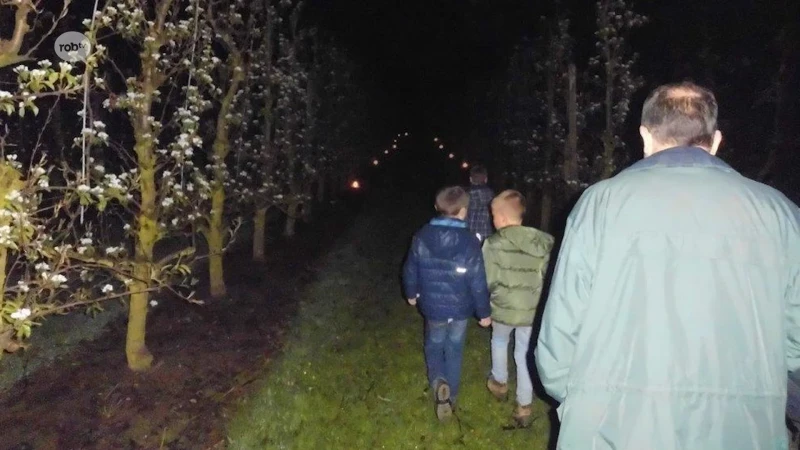 Glabbeek organiseert opnieuw nachtelijke nocturnewandeling langs verlichte fruitplantages