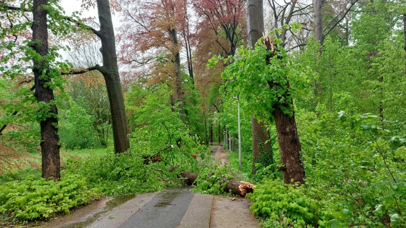 Stormweer zorgt voor drie omgevallen bomen in Leuven, ook grote tak op auto beland