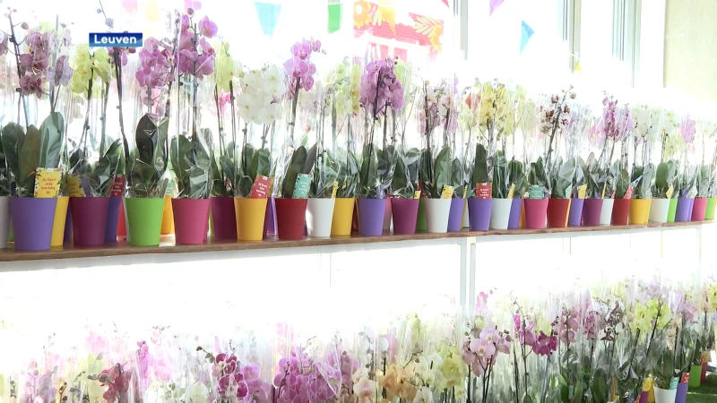 11.000 orchideeën voor medewerkers UZ Leuven: "Het zijn geen makkelijke tijden voor het zorgpersoneel, maar zo tonen we onze appreciatie"