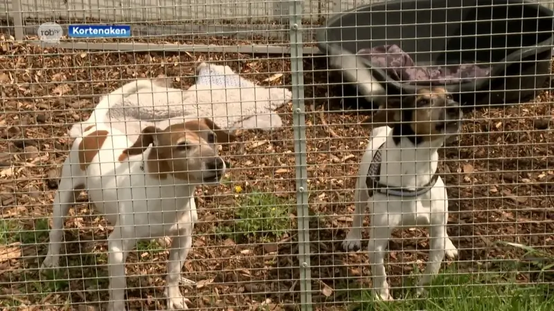 Dierenasiel De Zorghoeve in Kortenaken zoekt gastgezinnen om honden tijdelijk op te vangen: "De laatste tijd worden opvallend veel honden in beslag genomen"
