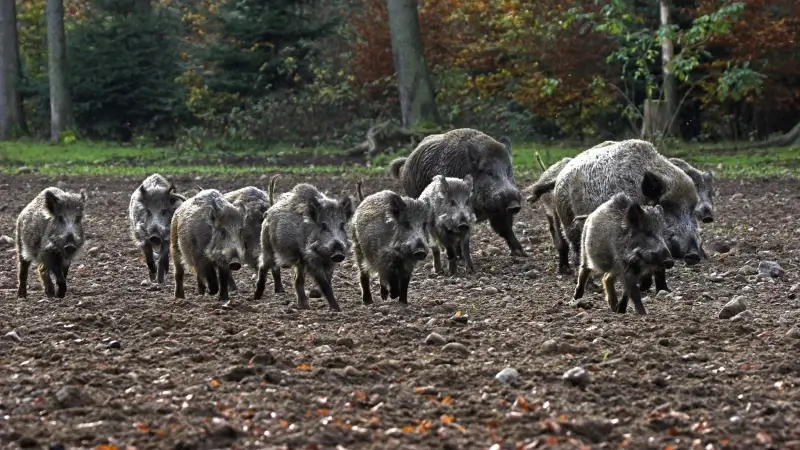 Eerste everzwijnen gezien in Herent, gemeente roept op om waarnemingen te melden