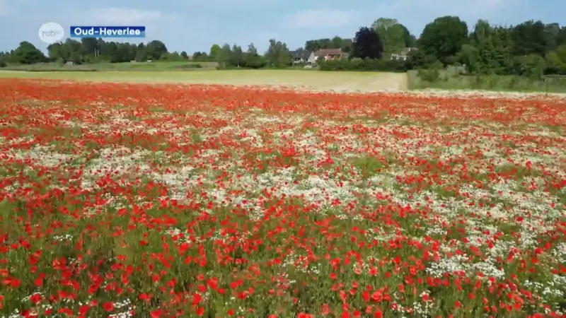 Klaprozen staan overal in onze regio in bloei, volledig veld langs Expresweg in Haasrode
