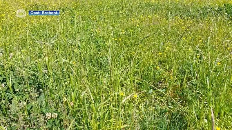 Onze provincie en Natuurpunt willen samen bedreigde dieren en planten in het Hageland redden