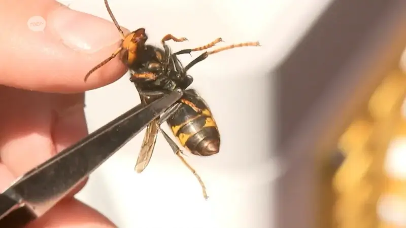 Ook stad Landen voorziet kostendekkende subsidie voor inwoners die nest Aziatische hoornaar laten vernietigen