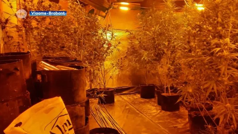 Zeven verdachten uit Albanese drugsmilieu aangehouden nadat cannabisplantage werd ontdekt in Heverlee