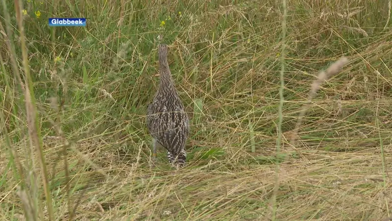 Natuurhulpcentrum Oudsbergen laat zes jonge wulpen vrij in de Paddepoel in Glabbeek