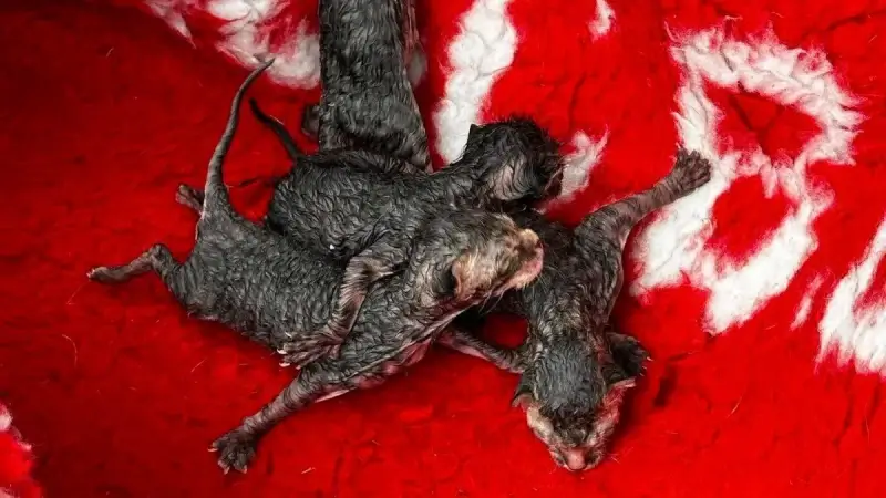 Poezenpootjes uit Geetbets vangt vier kittens op die werden gedumpt in vuilnisbak: "Hoe haal je het in je hoofd?"