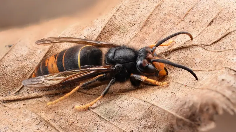 Provincie investeert 96.000 euro in slimme val die opkomst Aziatische hoornaar moet tegengaan: "Camera herkent of insect in val wel een hoornaar is"