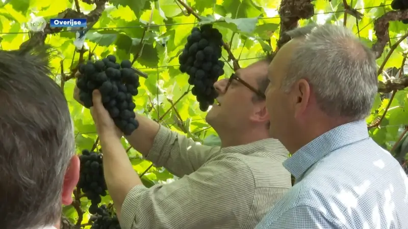 Druivenseizoen is geopend: campagne Druiventrots moet meer toeristen naar de druivenstreek lokken