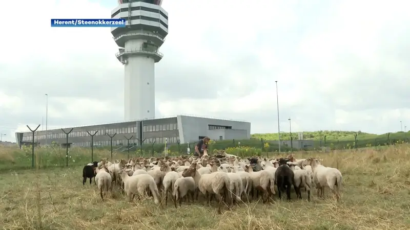 Herentse schapen maaien terreinen van Brussels Airport