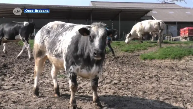 Dodelijke dierenziekte blauwtong in opmars: "We raden aan om schapen en koeien zoveel mogelijk te vaccineren"