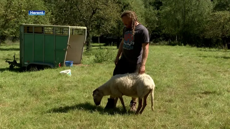 Herder Brecht Laukens uit Herent verliest een derde van zijn geitenlammetjes aan Blauwtongvirus: "Er is geen draaiboek, veel veehouders weten niet wat gedaan"