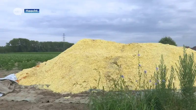 Opmerkelijk: wandelaars merken grote berg frieten op langs veld in Haacht