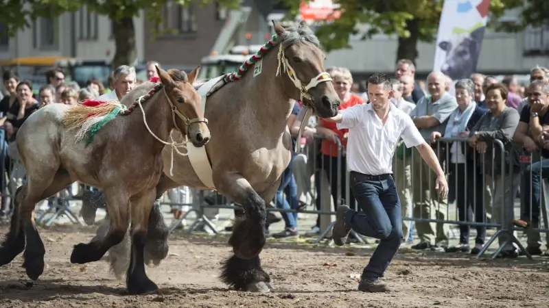 LIVEBLOG: traditionele Jaarmarkt in Leuven met vernieuwde veeprijskamp