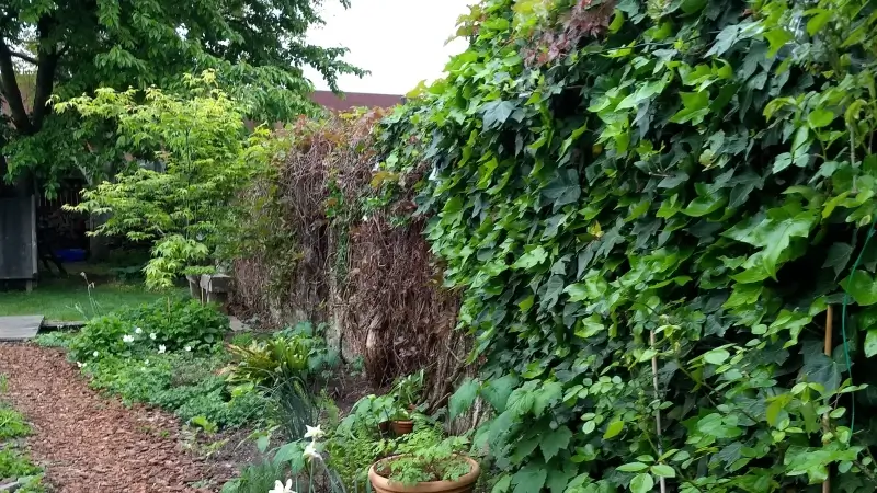 Hagen en bomen aan verlaagde prijzen te koop dankzij actie 'Behaag je tuin' van provincie