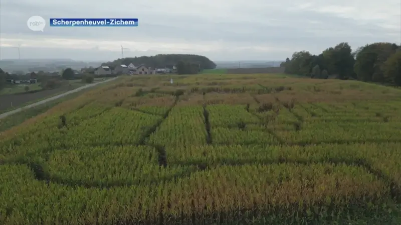 Maïsdoolhof in Scherpenheuvel afgesloten nadat planten op sommige plaatsen zijn omgevallen