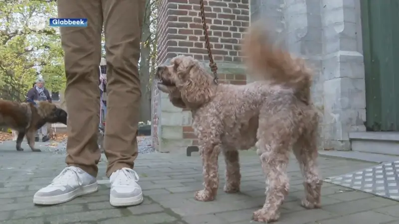 Sint-Hubertusviering in Glabbeek: tientallen honden gewijd, "We gaan dit blijven doen"