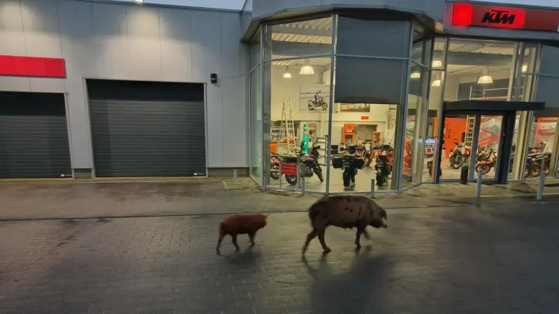 Twee ontsnapte varkens op wandel langs Diestsesteenweg in Tielt-Winge, politie kan eigenaars snel vinden