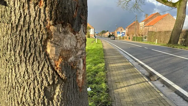 Dronken veertiger crasht wagen tegen 2 bomen op Aarschotsesteenweg in Tienen: rijbewijs 15 ingetrokken