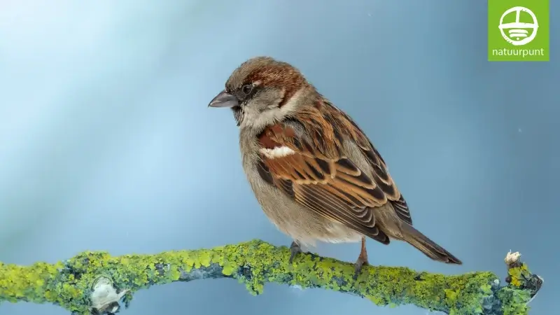 Natuurpunt organiseert opnieuw Vogeltelweekend: "Vorig jaar werden in Vlaams-Brabant 114.000 vogels geteld"