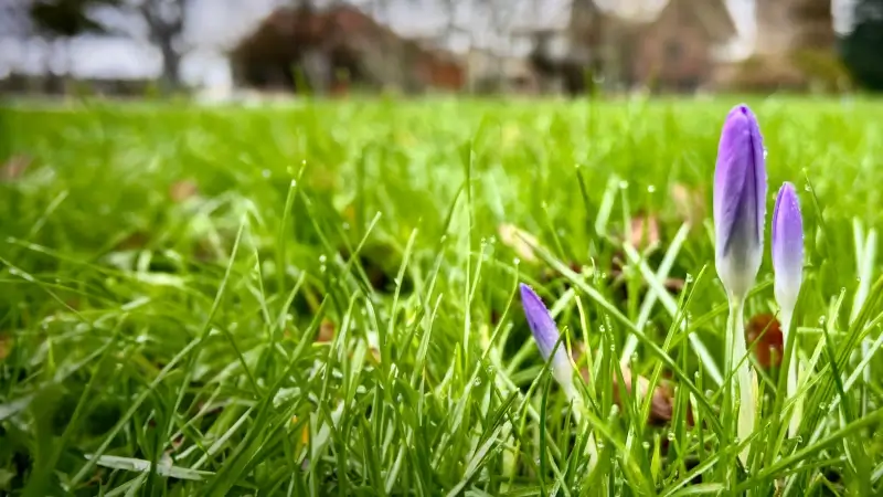 Eerste krokusjes komen voorzichtig tevoorschijn in Leuvense kruidtuin